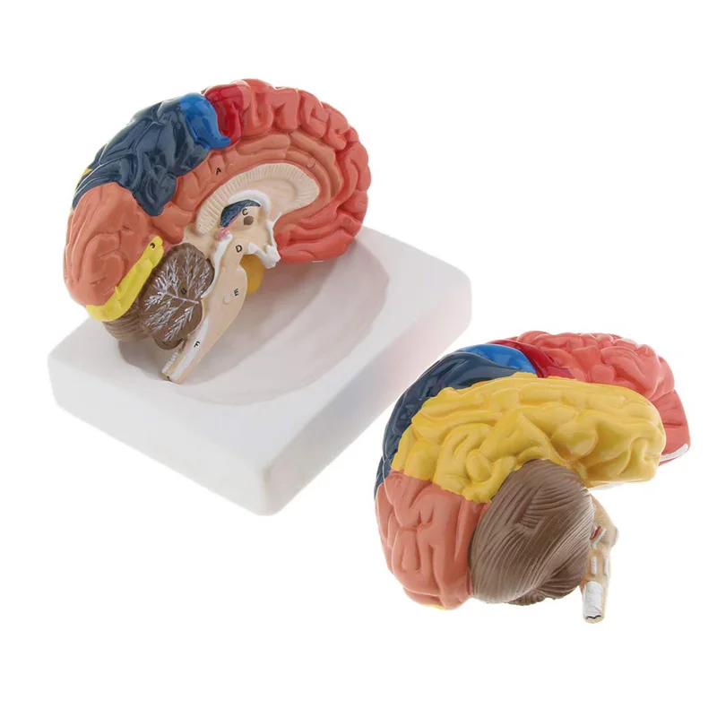 ขนาดชีวิตกายวิภาคของมนุษย์รุ่น - Medical Lab And Science บทวิจารณ์และราคา