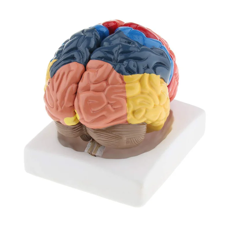 ขนาดชีวิตกายวิภาคของมนุษย์รุ่น - Medical Lab And Science บทวิจารณ์และราคา