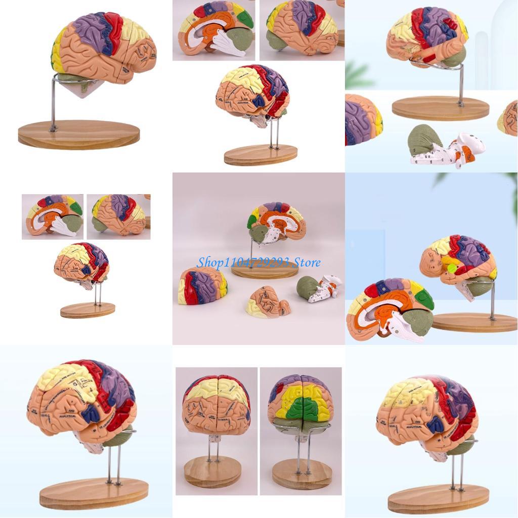 Y2GD สมอง Anatomy อวัยวะการสอน - Medical Lab And Science บทวิจารณ์และราคา
