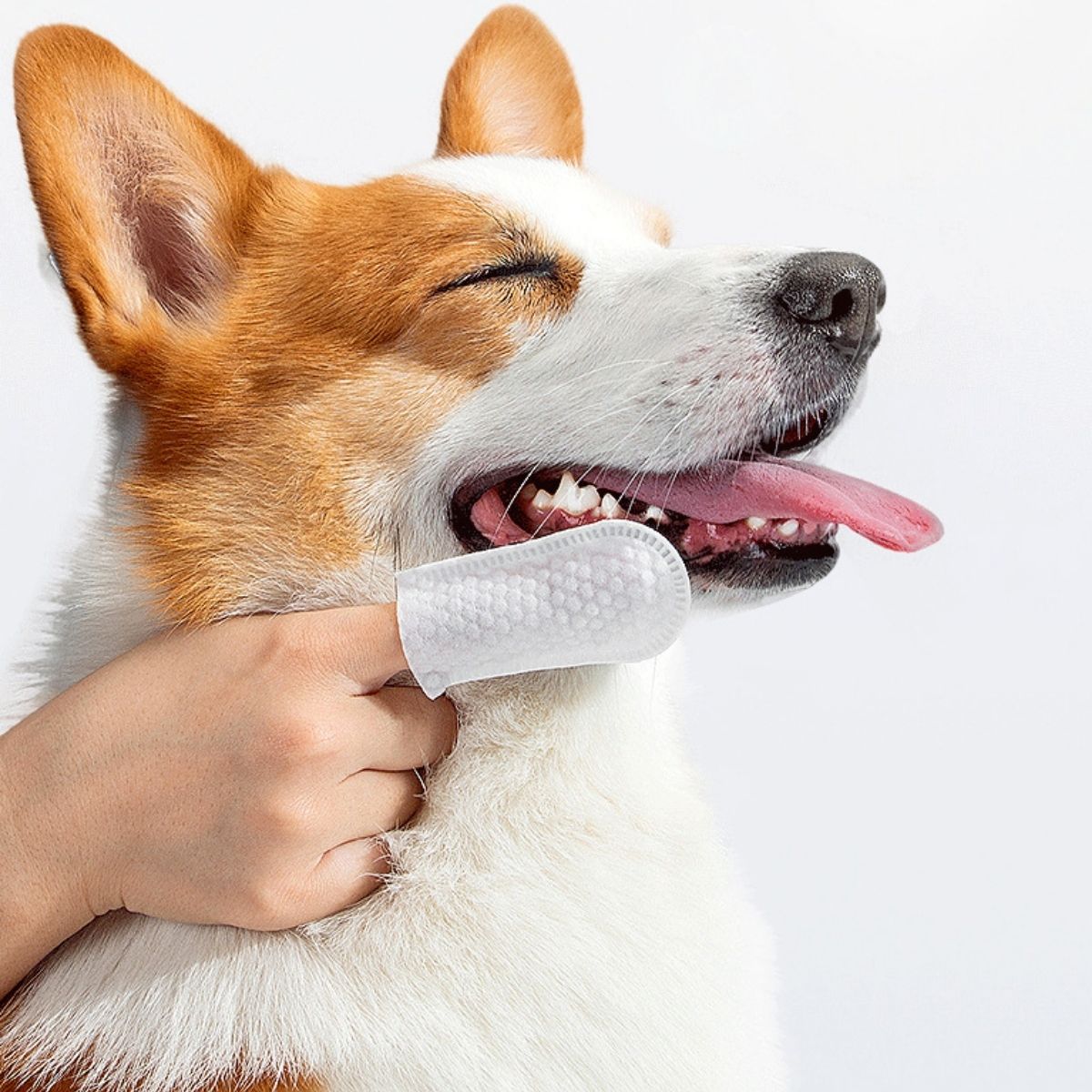 ผ้าเช็ดทำความสะอาดหูสัตว์เลี้ย - Disposable Gloves Nitrile บทวิจารณ์และราคา