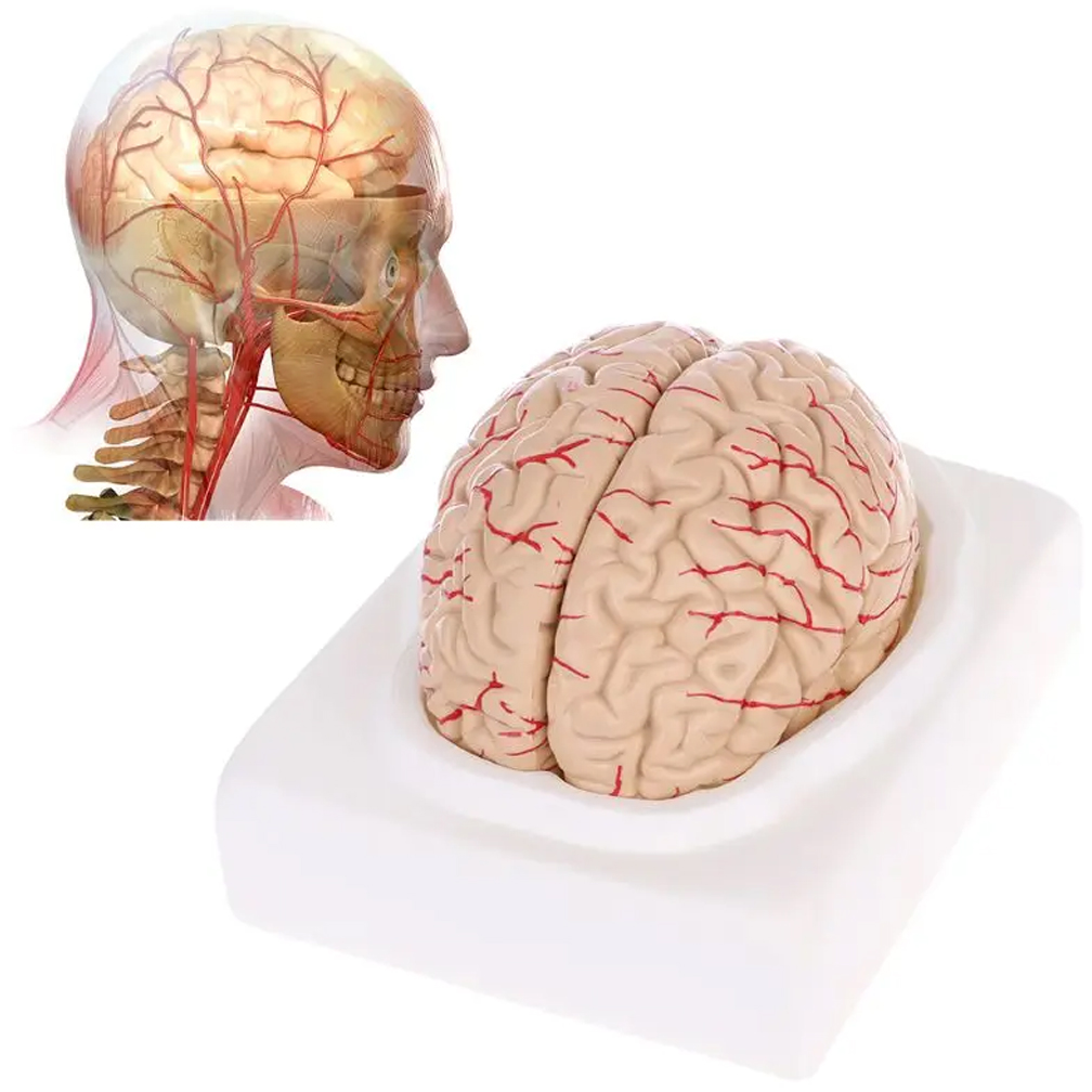 แบบจำลองลักษณะทางกายวิภาคของสม - Medical Lab Study บทวิจารณ์และราคา