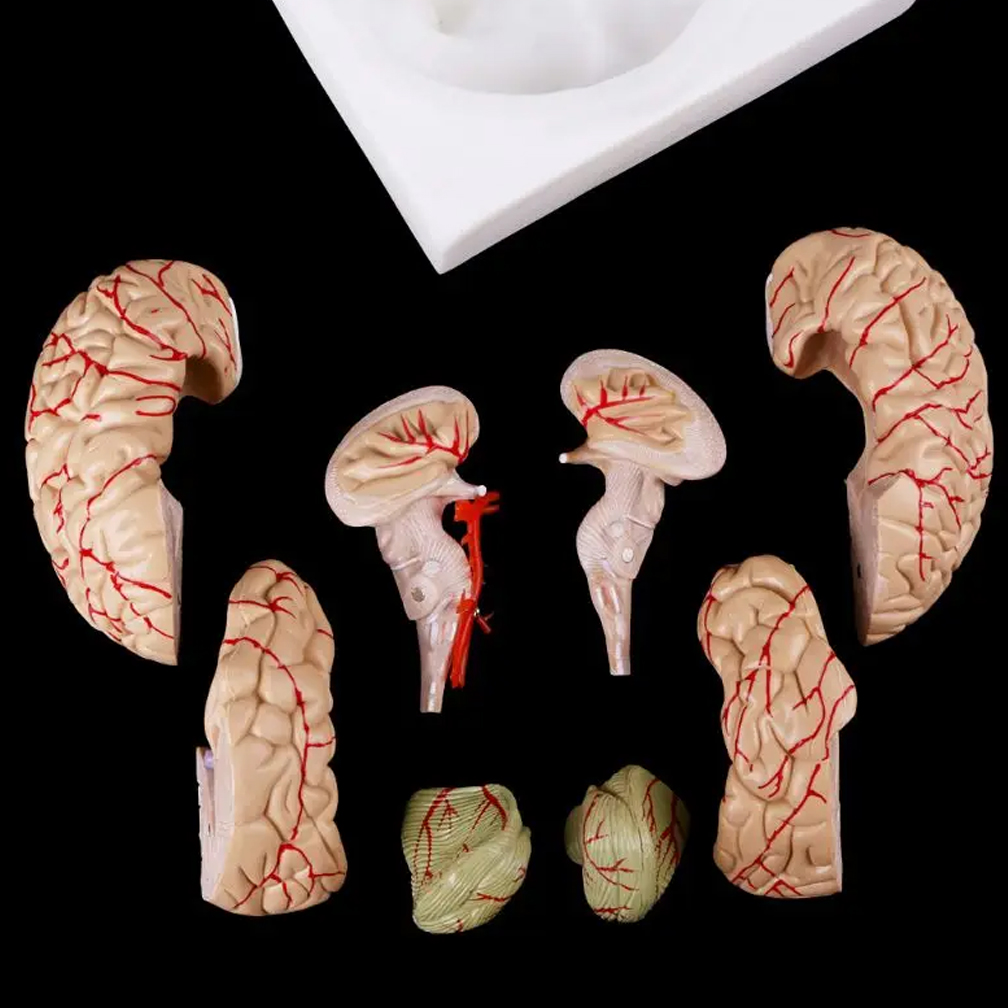 แบบจำลองลักษณะทางกายวิภาคของสม - Medical Lab Study บทวิจารณ์และราคา
