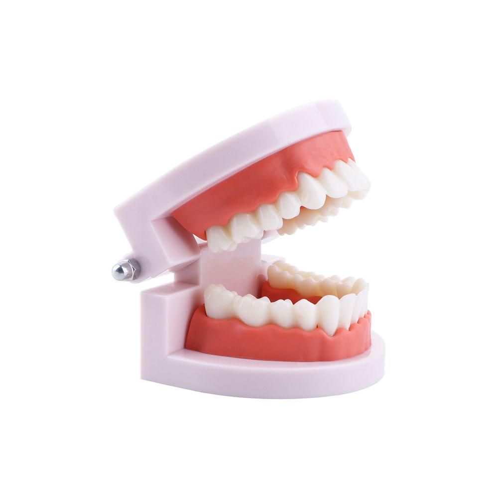 โมเดลฟัน Pro White Lab Typodon - Medical Lab Study บทวิจารณ์และราคา
