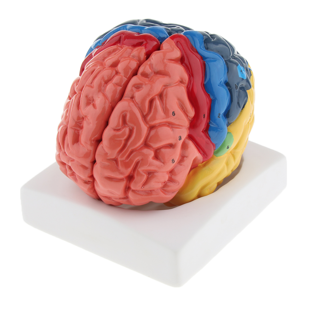 แบบจำลองสมองที่สมจริงแบบจำลองท - Medical Lab And Science บทวิจารณ์และราคา