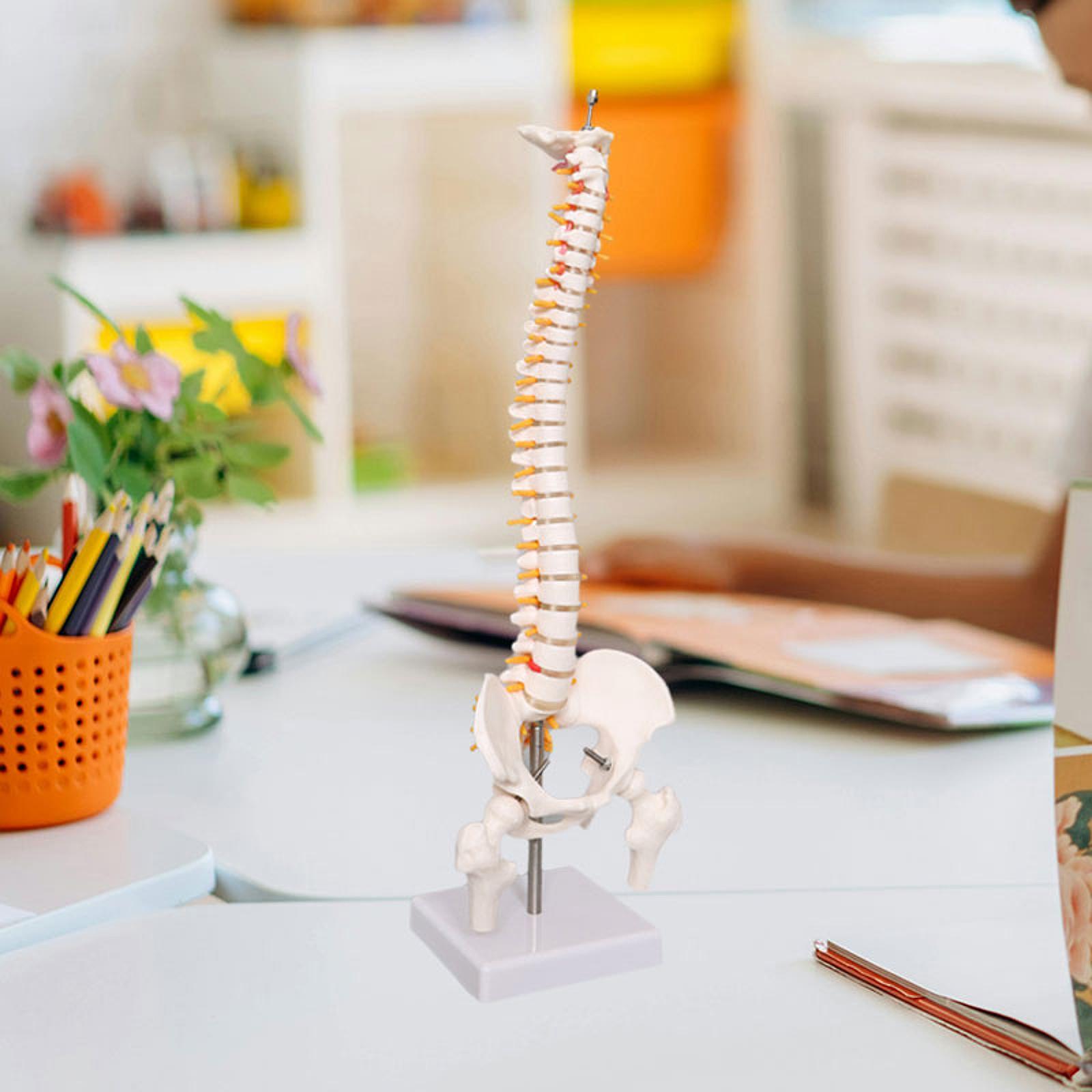 แบบจำลองกระดูกสันหลังมนุษย์ ขน - Medical Lab Study บทวิจารณ์และราคา