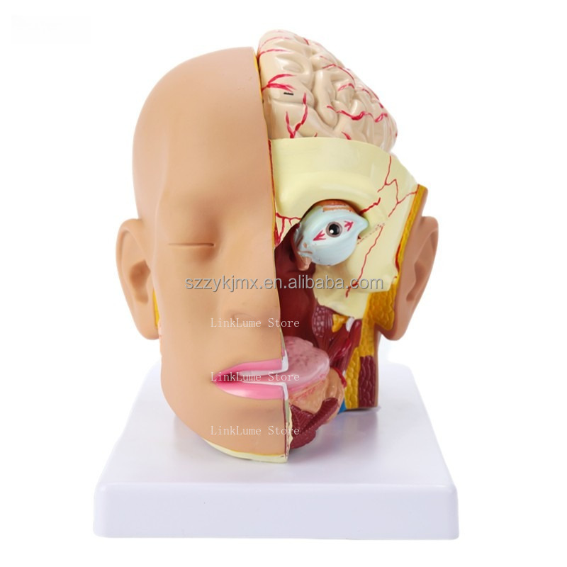 แบบจำลองกายวิภาคศาสตร์ศีรษะมนุ - Medical Lab And Science บทวิจารณ์และราคา