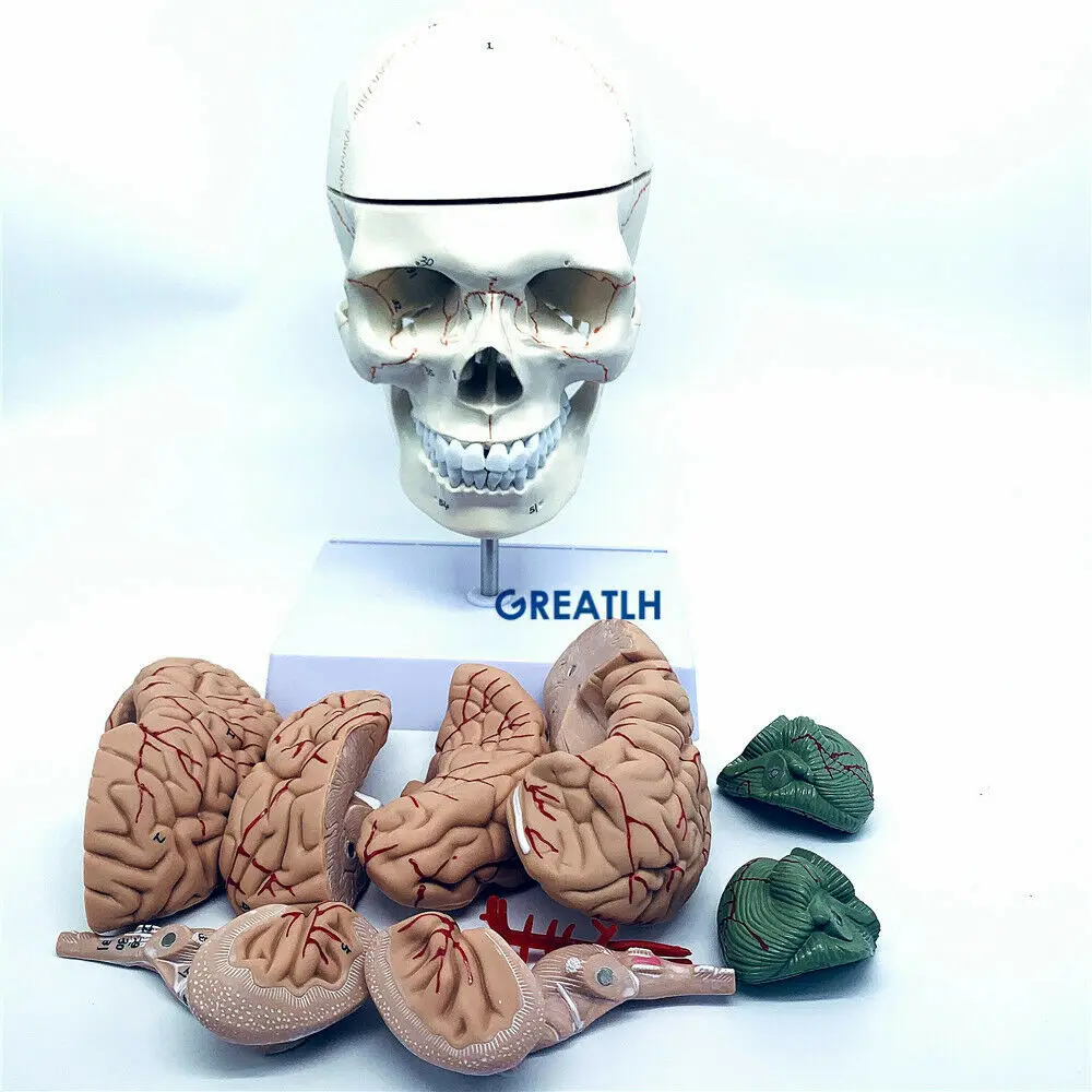 Greatlh โมเดลสมองกายวิภาคโมเดล - Medical Lab Study บทวิจารณ์และราคา