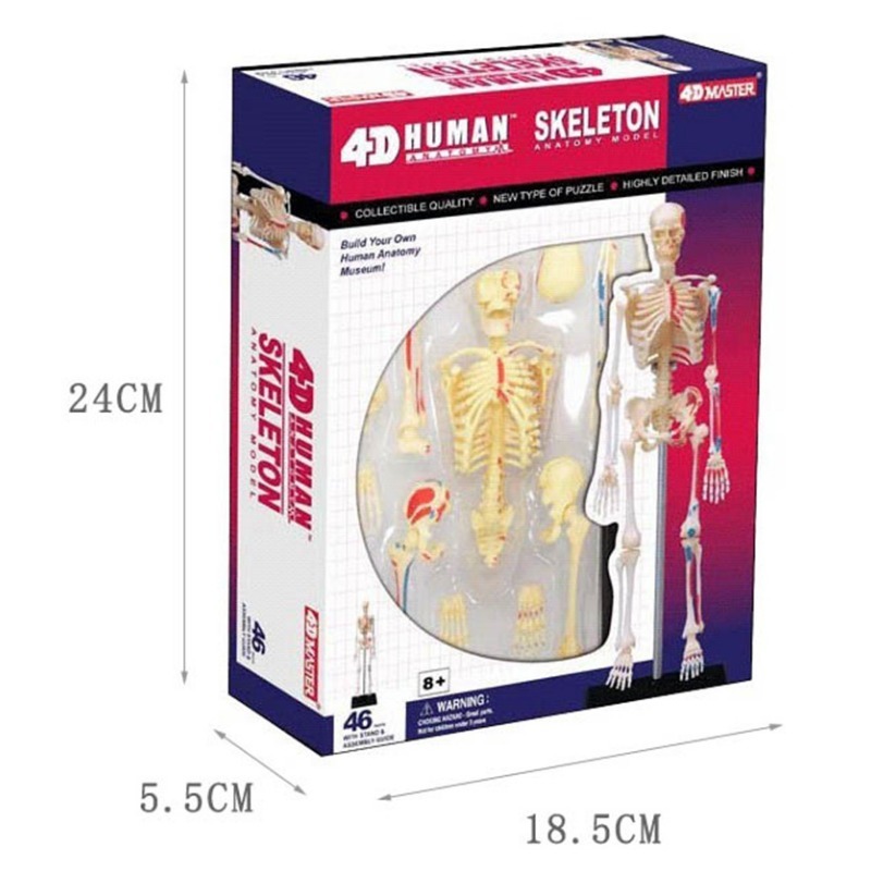 4D Master Human Skeleton Anato - Medical Lab And Science บทวิจารณ์และราคา
